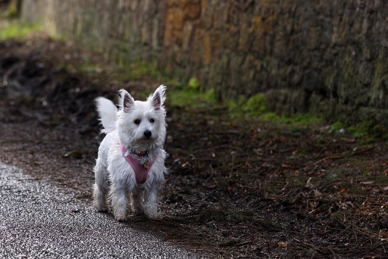 West Highland White Terrier