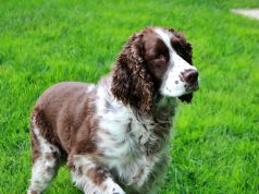 Le Springer Anglais : Caractère et alimentation de la race Springer Anglais