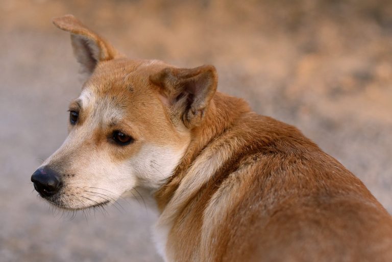 Comment interpréter les pensées d’un chien ?