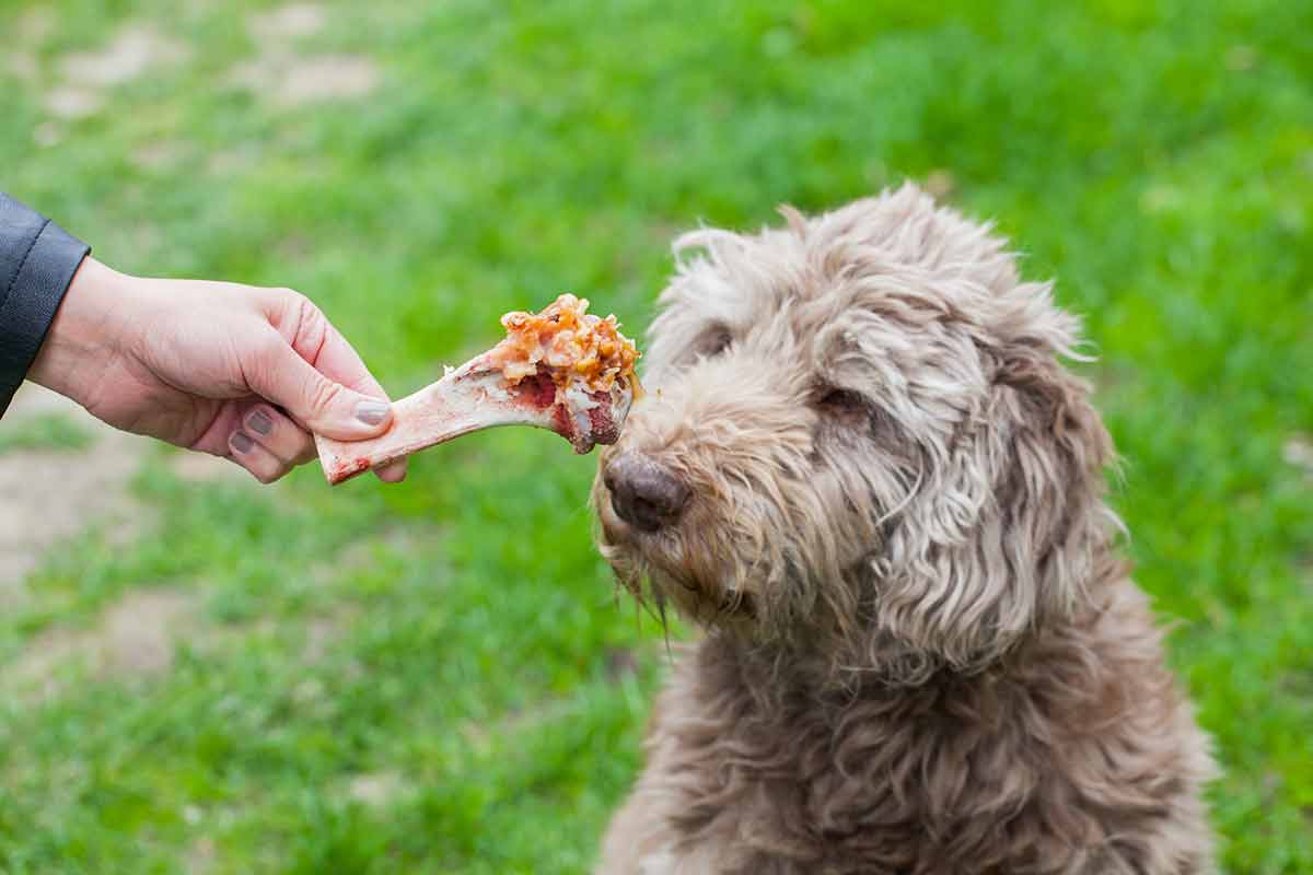 donner des os crus à son chien