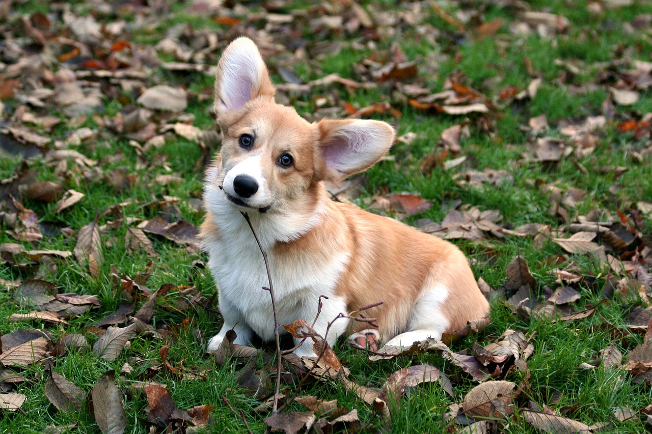 Welsh Corgi Pembroke