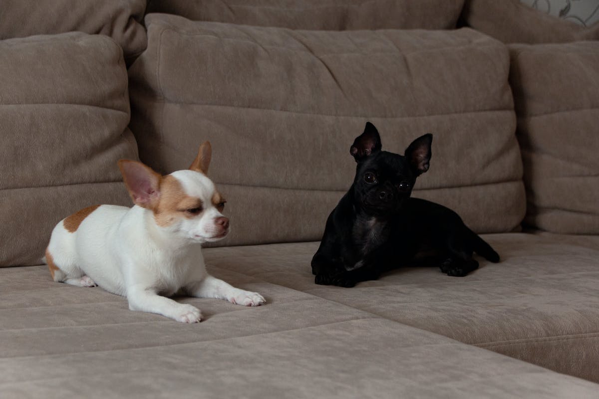 chihuahuas