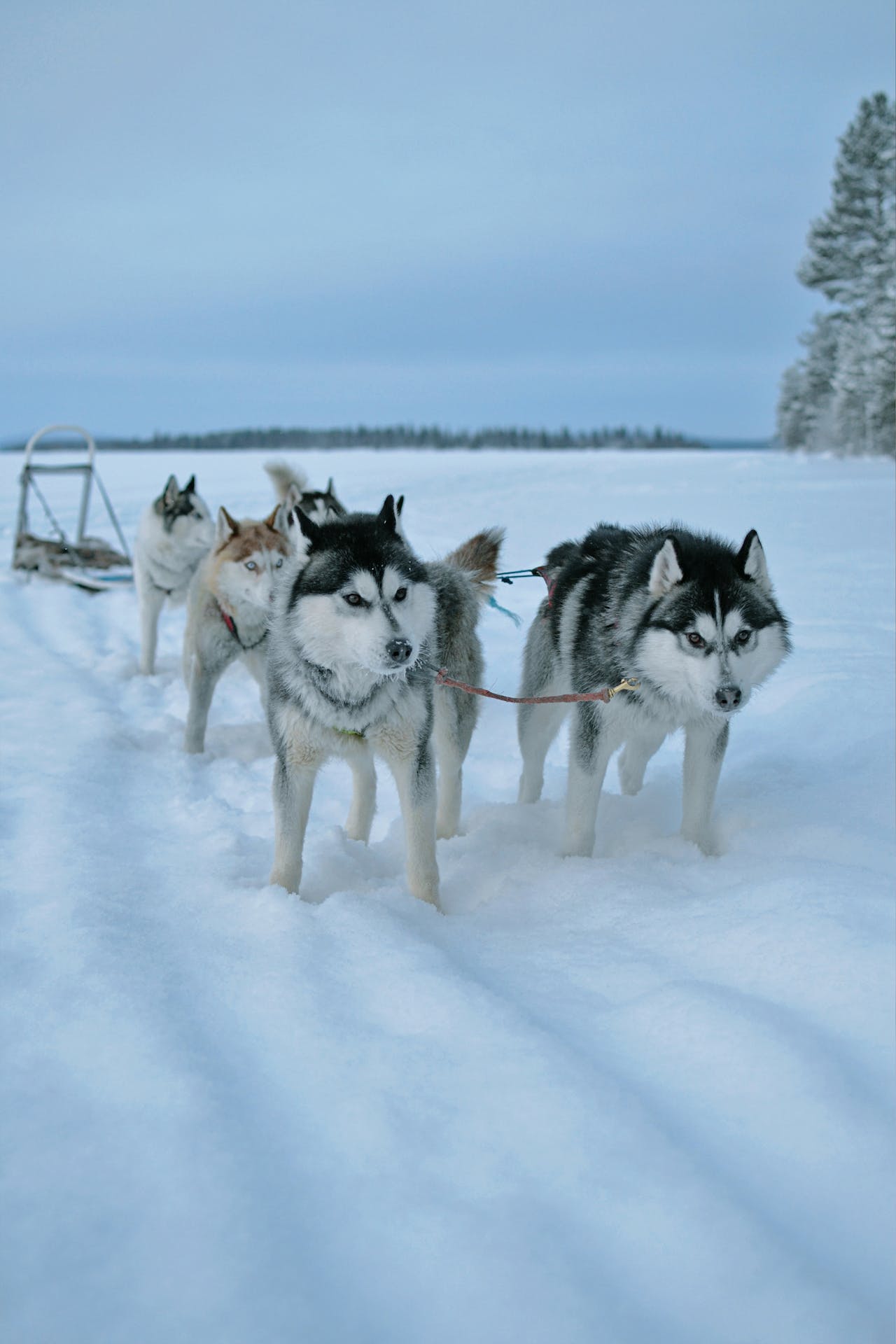 Husky Sibérien