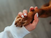 Adoption vs. Achat : quel est le meilleur choix pour avoir un chien ? avoir un chien