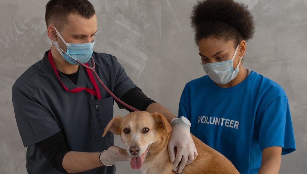 chien et vétérinaire