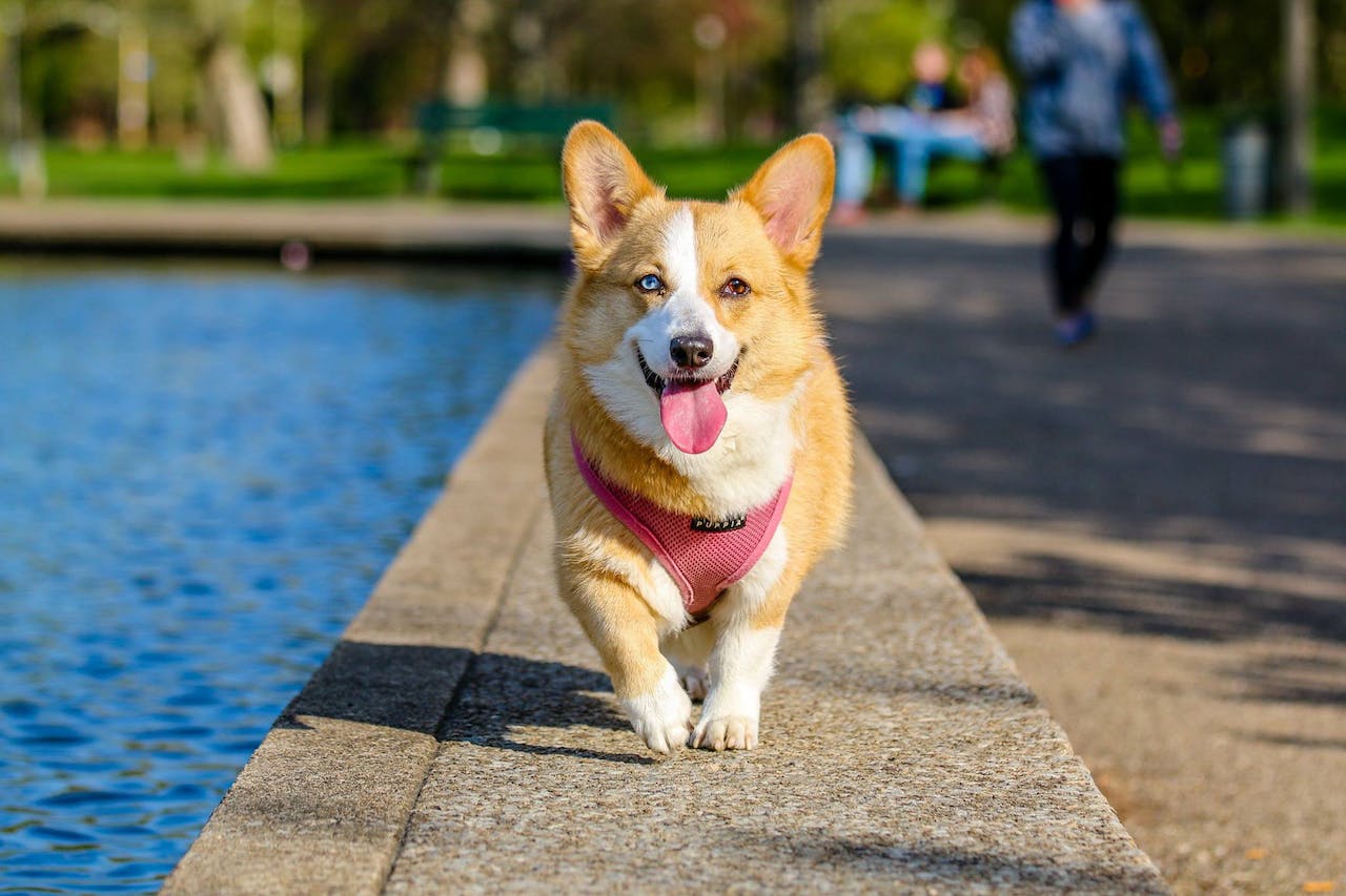 corgis