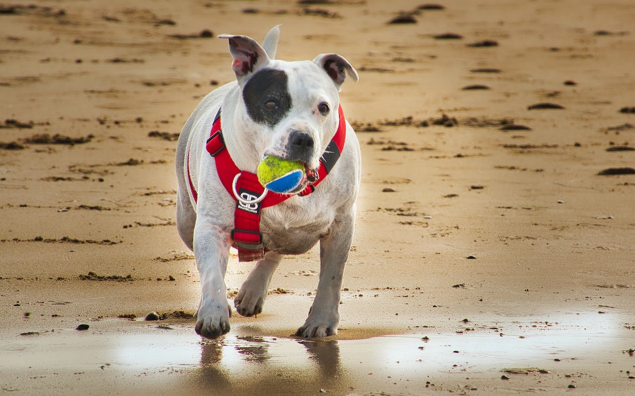 Staffordshire Bull Terrier