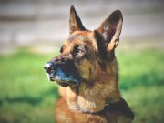 Quels sont les signes de vieillissement chez les chiens ? vieux chien