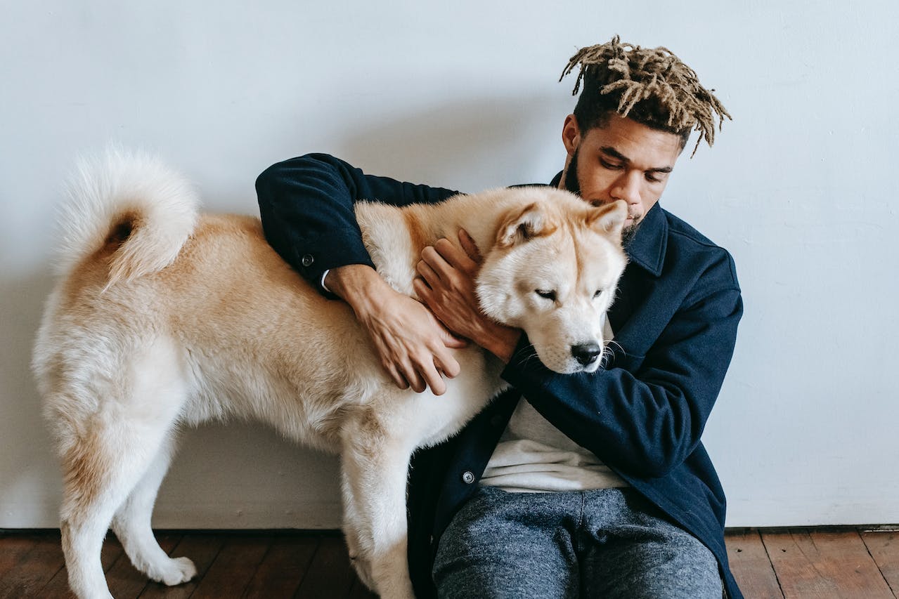 Akita Inu