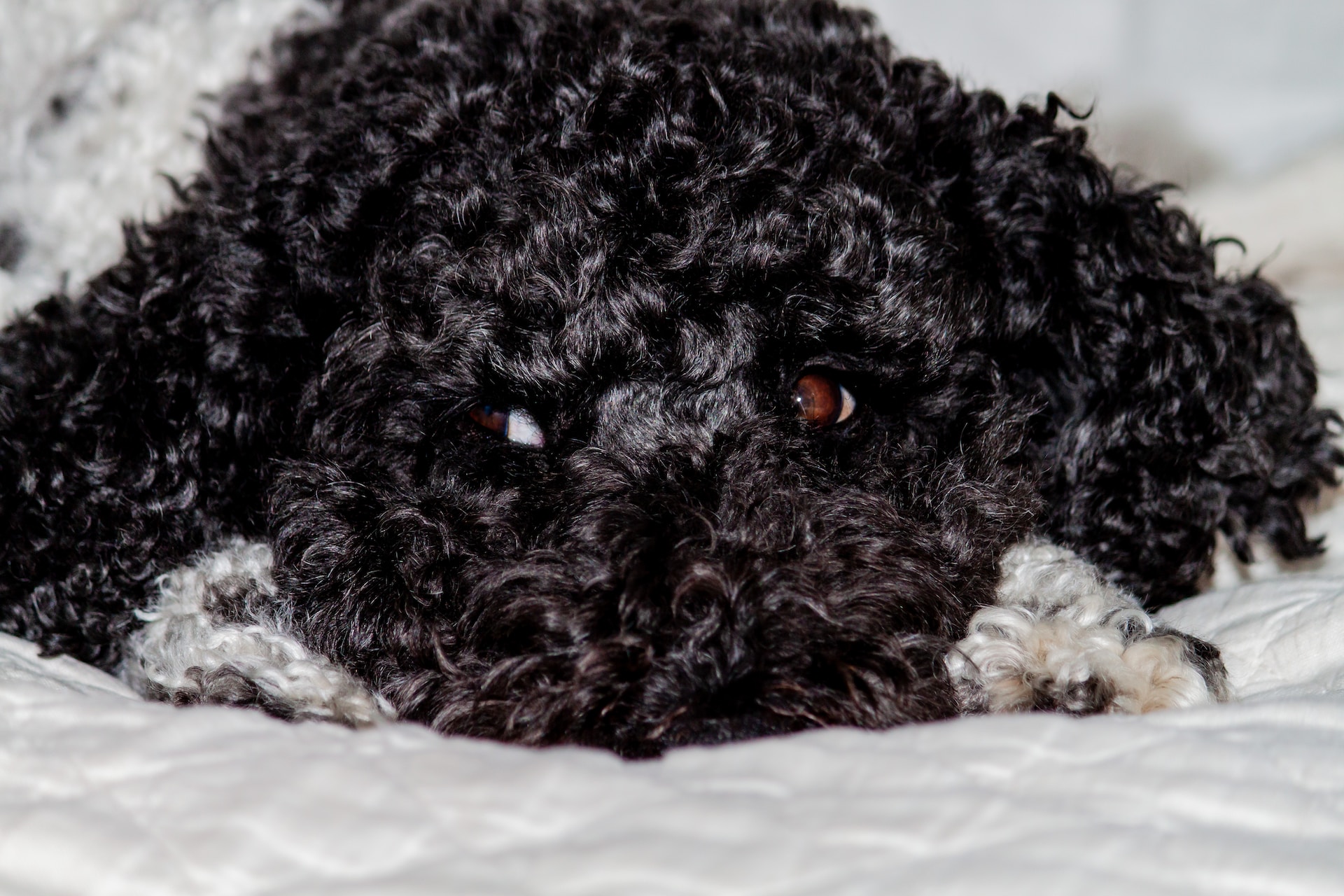 chiens les plus calmes