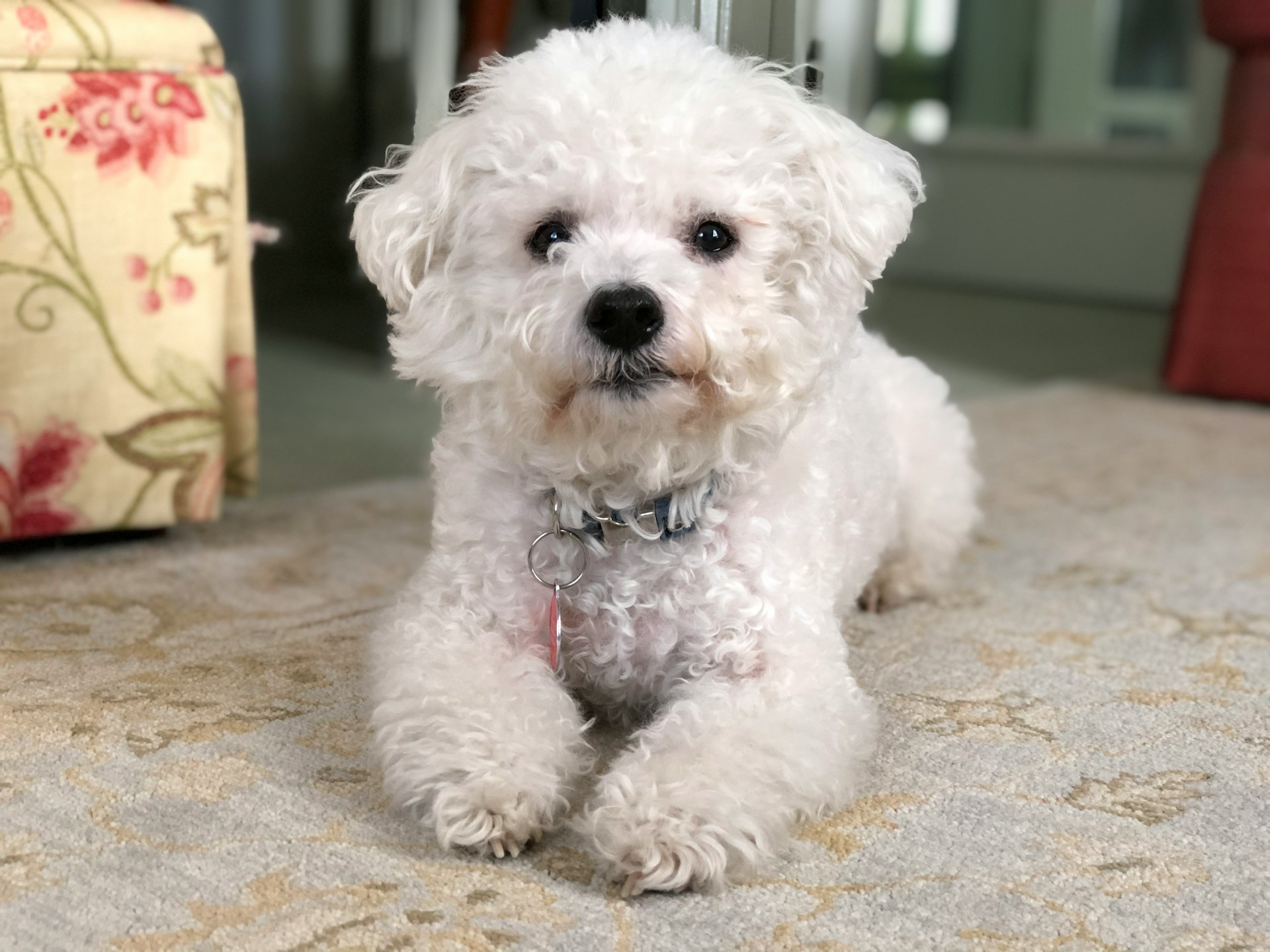 Bichon frisé