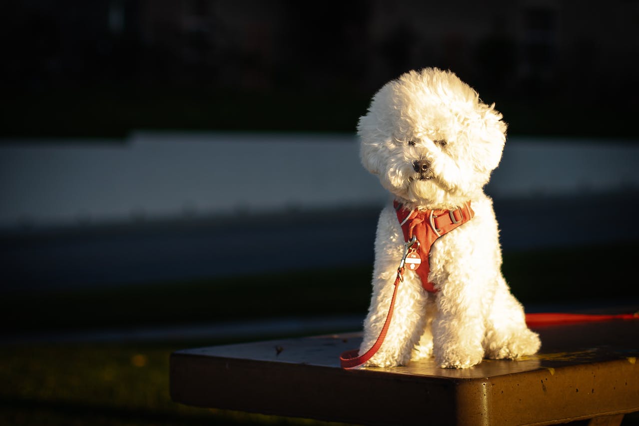 Le Bichon Frisé