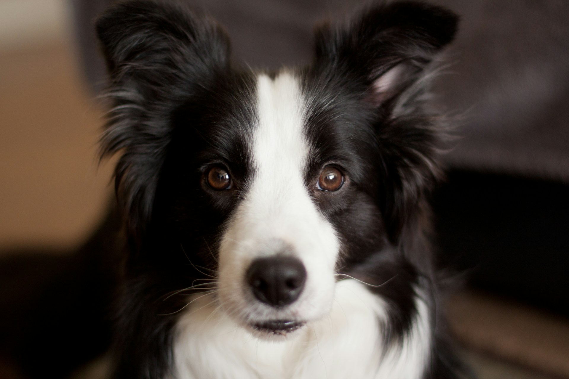 Le Border Collie