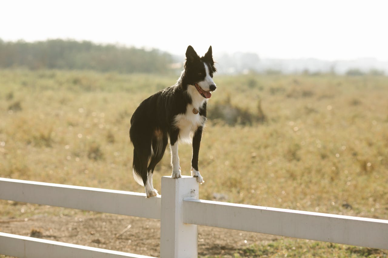 Border collie