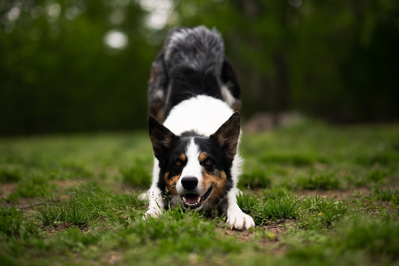 races de chien qui aiment s’évader