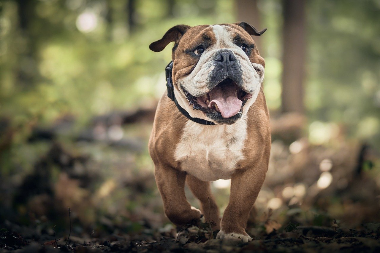 Bouledogue Français