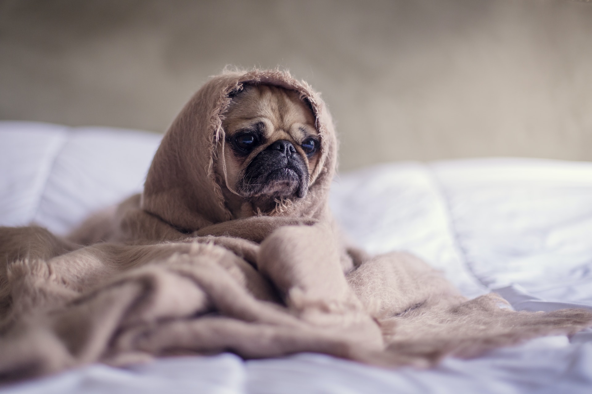 Bouledogue francais malheureux