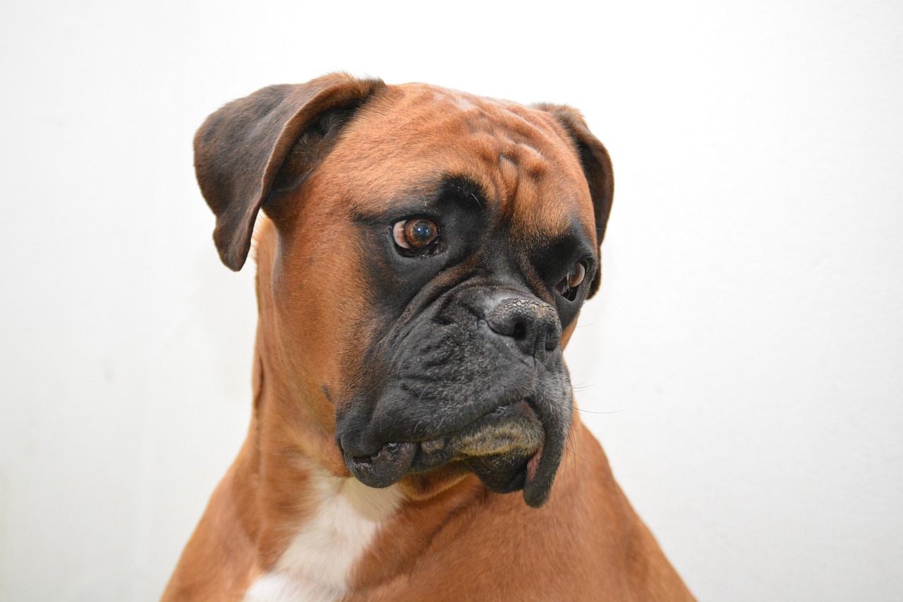Boxer, un chien fidèle à son maître