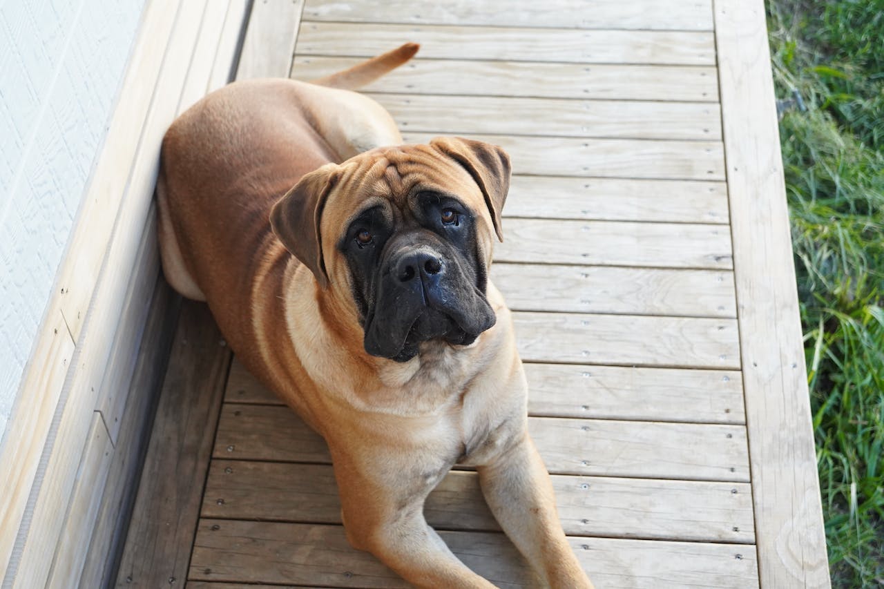 Bullmastiff