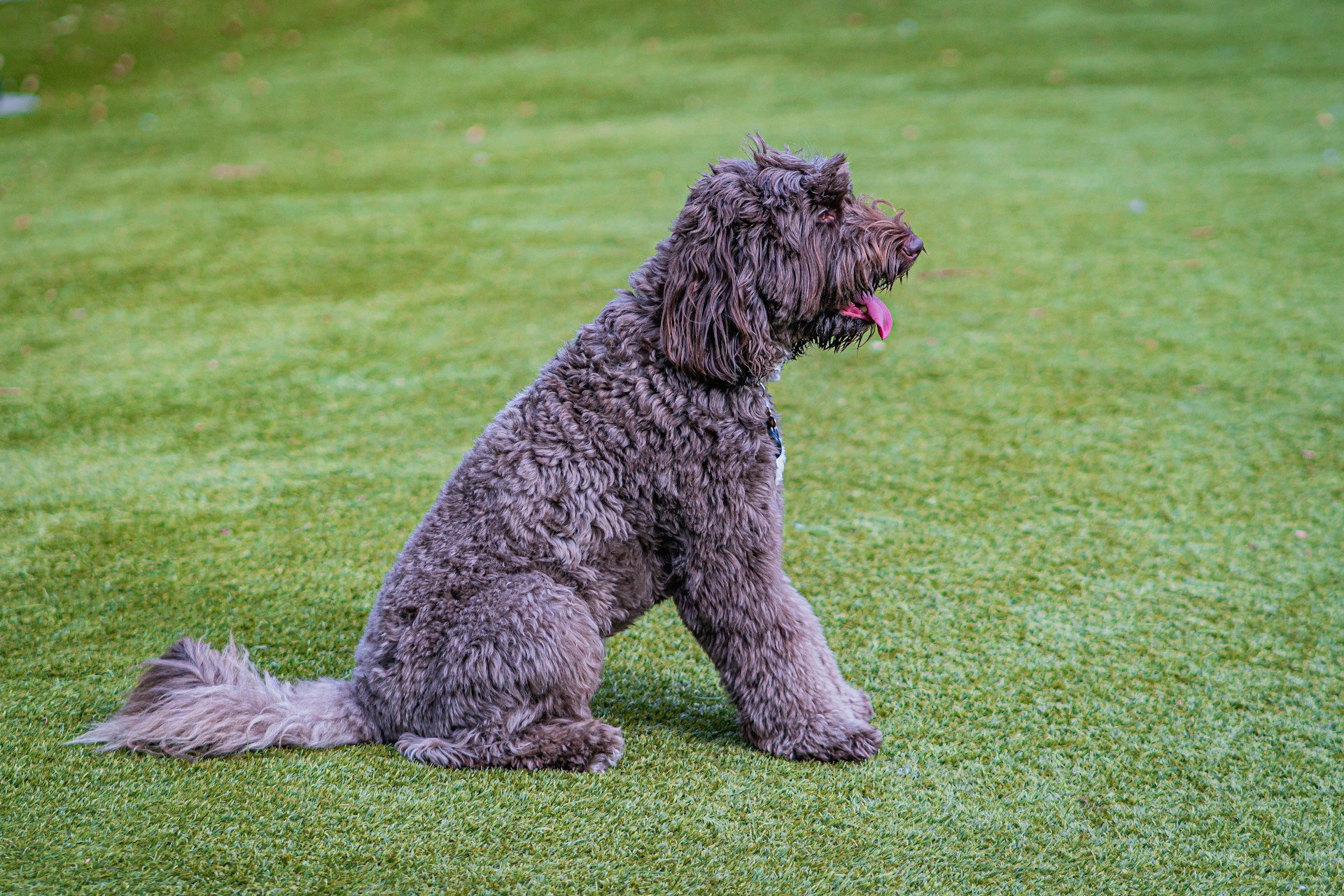 Le Caniche