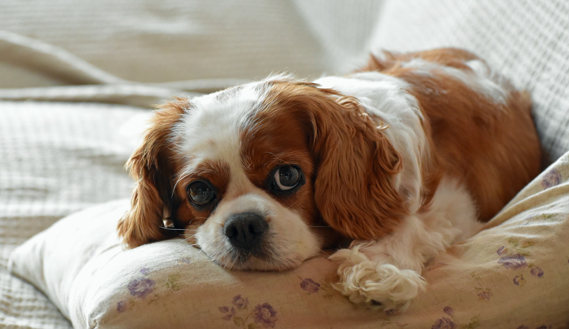 Cavalier King Charles Spaniel