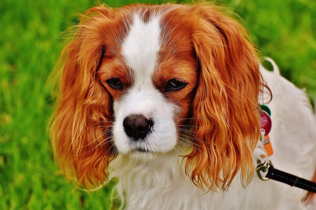 Cavalier King Charles Spaniel 