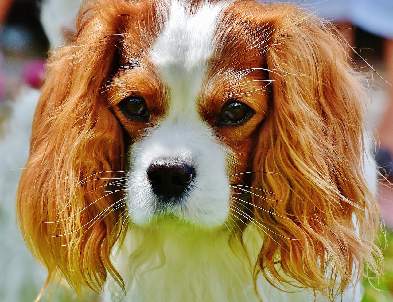chiens mini, mais maxi affection