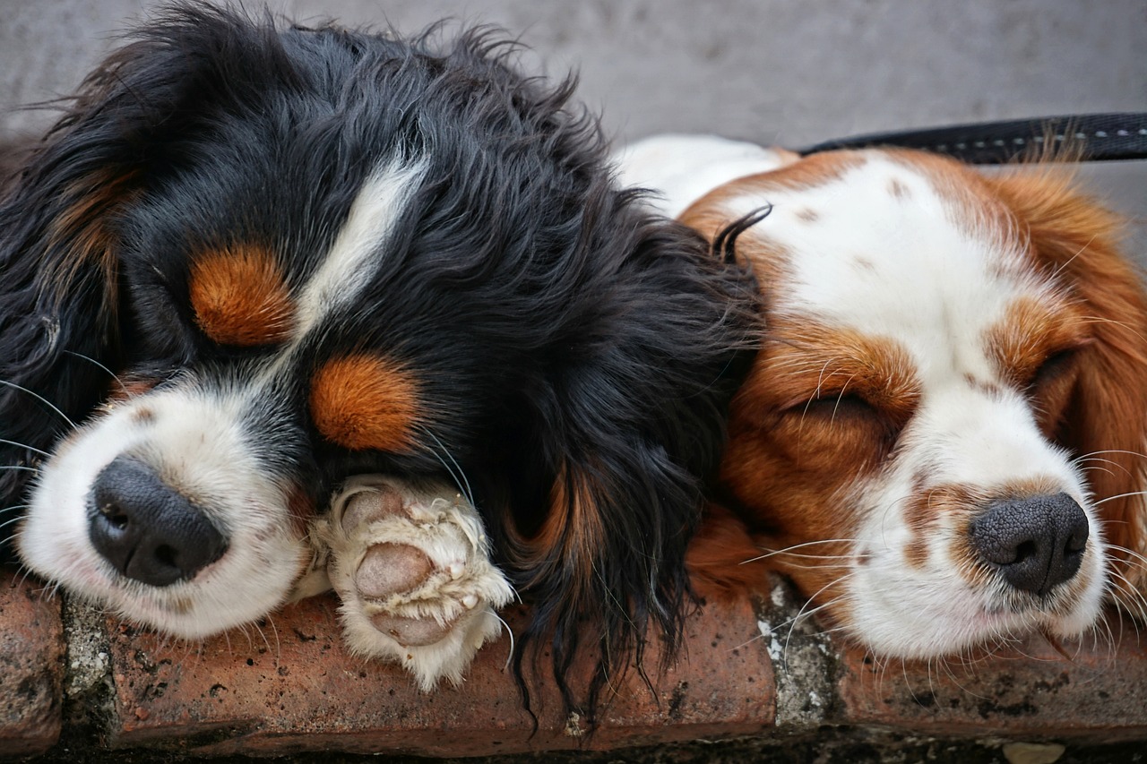 Cavalier King Charles