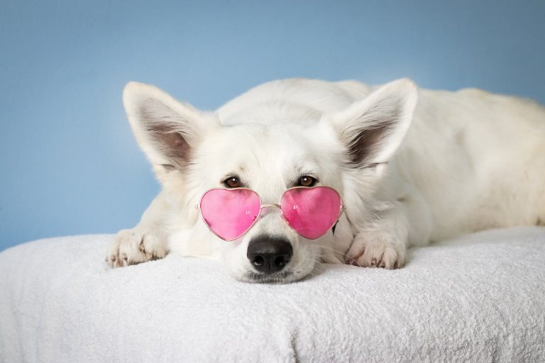 Les races de chiens les plus dociles