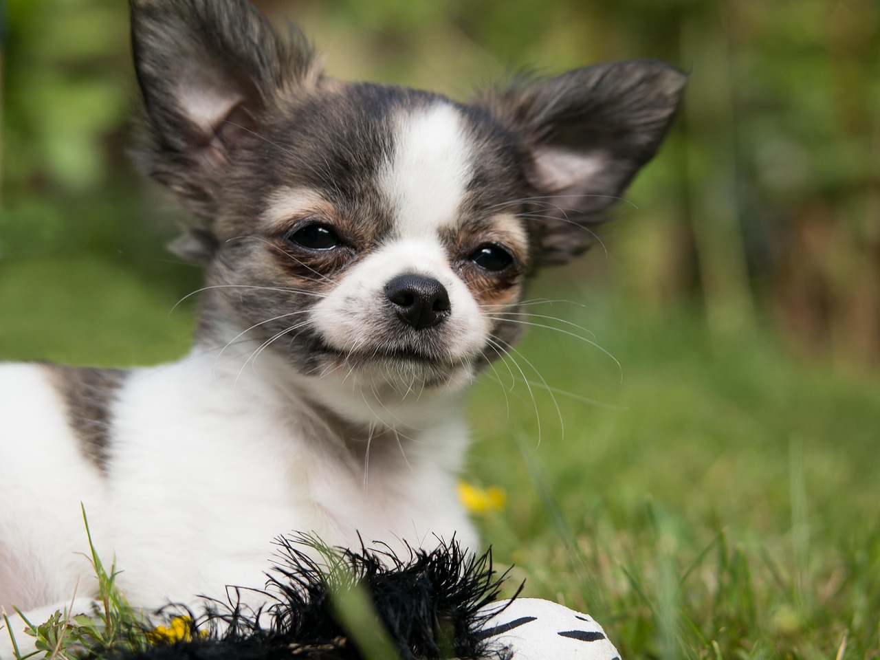 Chihuahua avec une longévité exceptionnelle