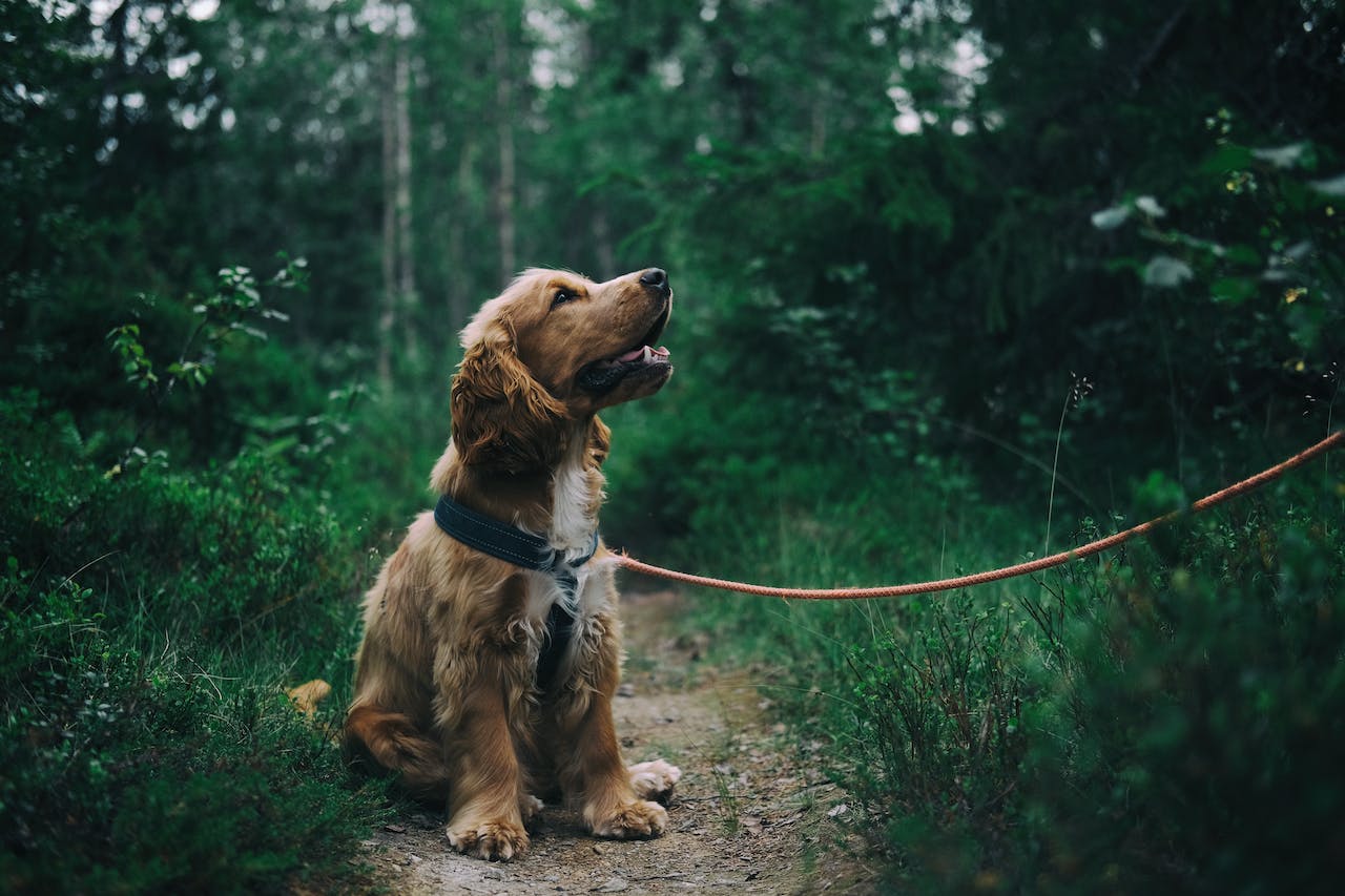 Le Cocker Spaniel