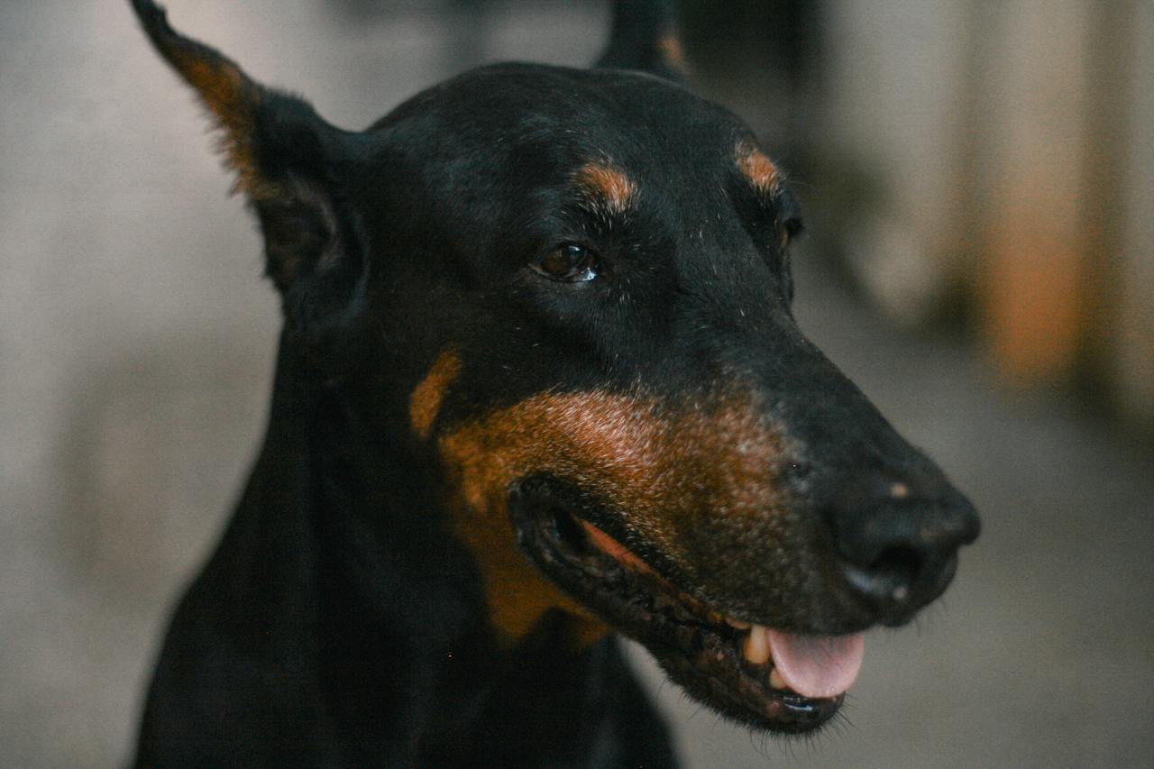 Doberman Pinscher