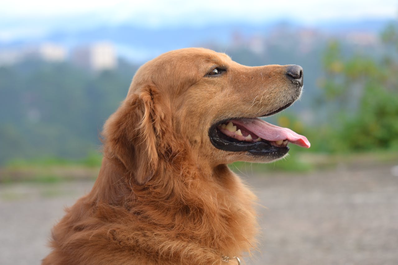 Le Golden Retriever