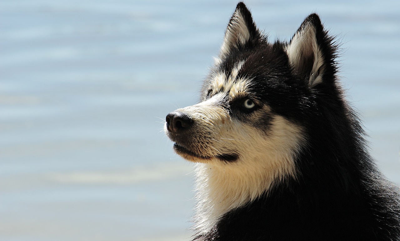 races de chien qui aiment s’évader
