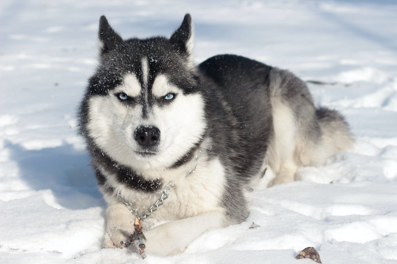 Huskies en liberté