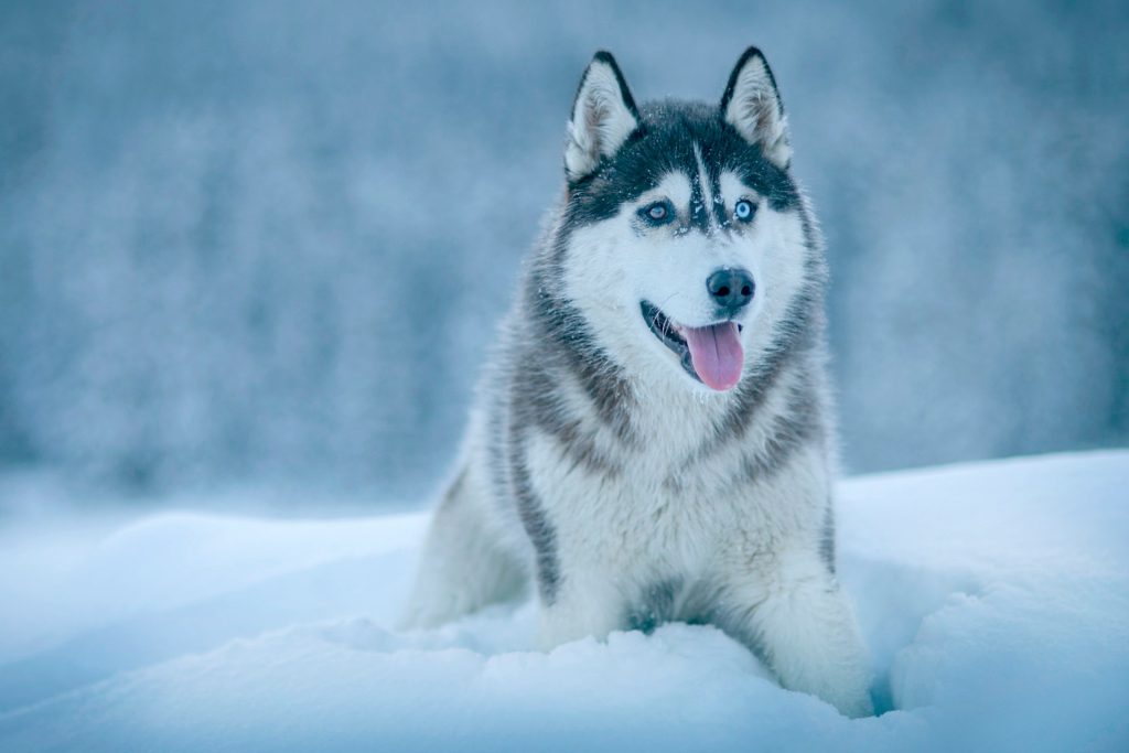 husky sibérien
