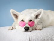 Les races de chiens hypersensibles au cœur tendre Chien sensible