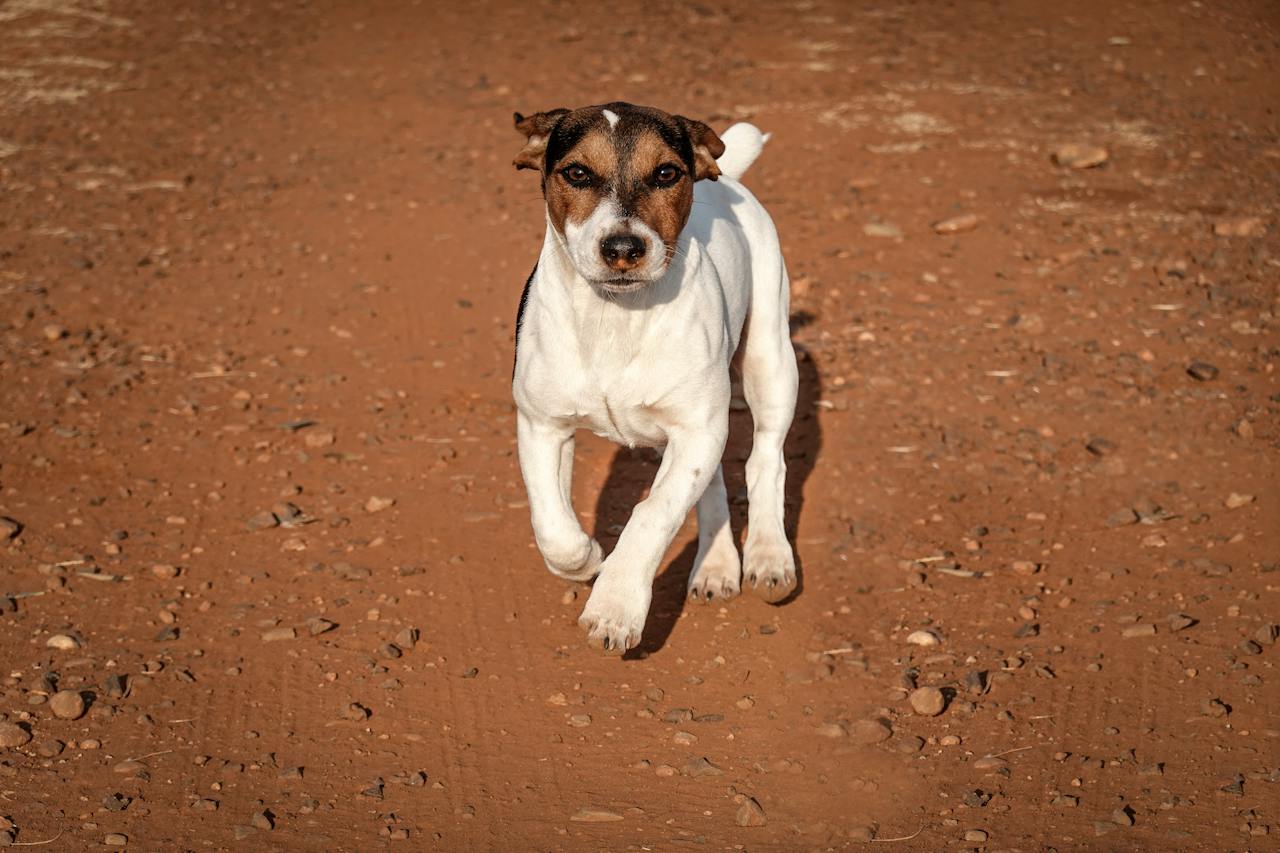 Jack Russell Terrier