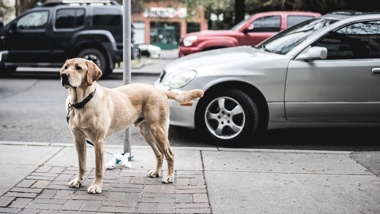 Labrador Retriever
