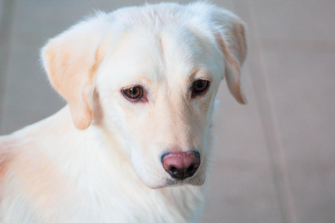 Le Labrador Retriever