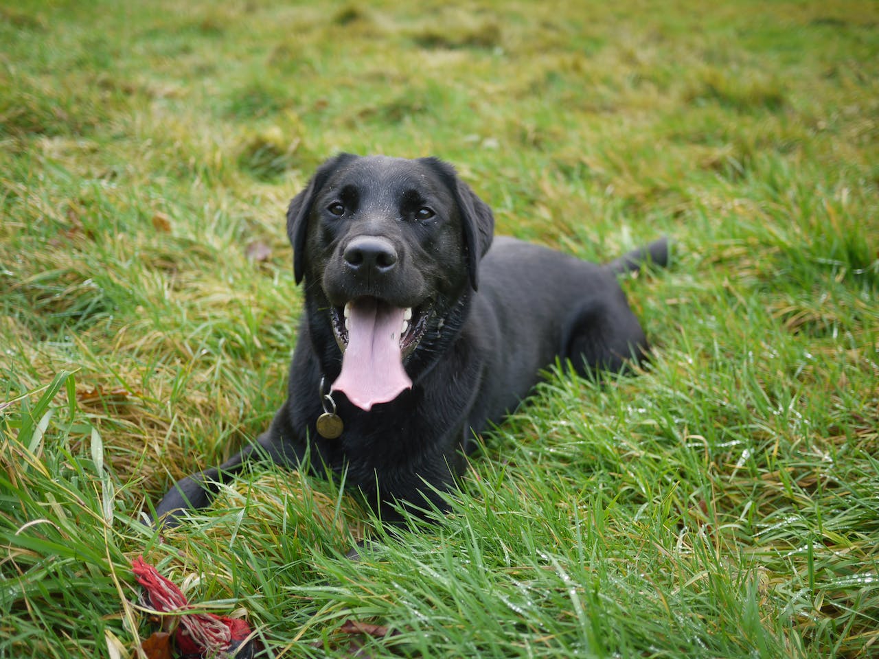 Labrador Retriever