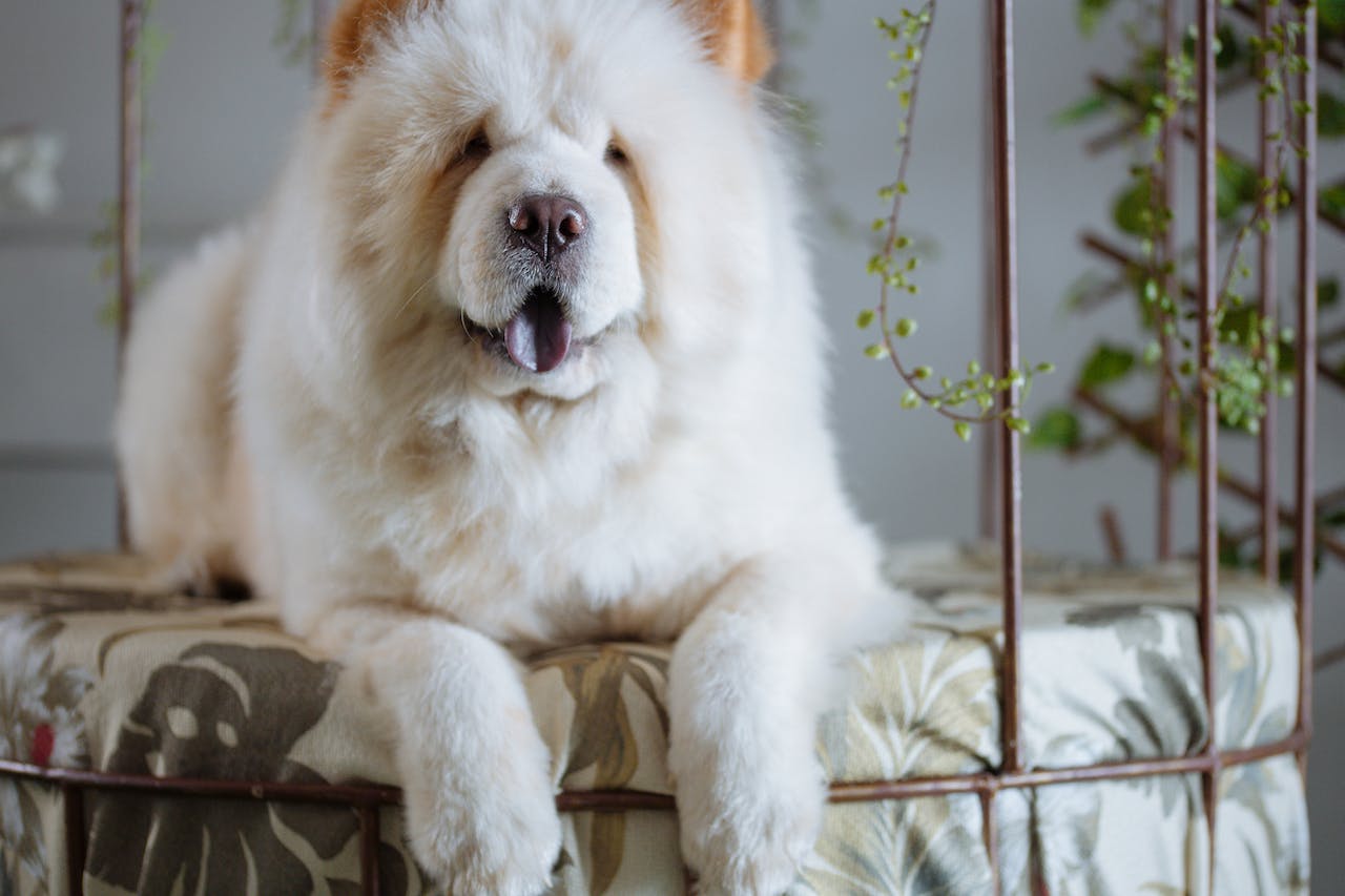 Chow-Chow