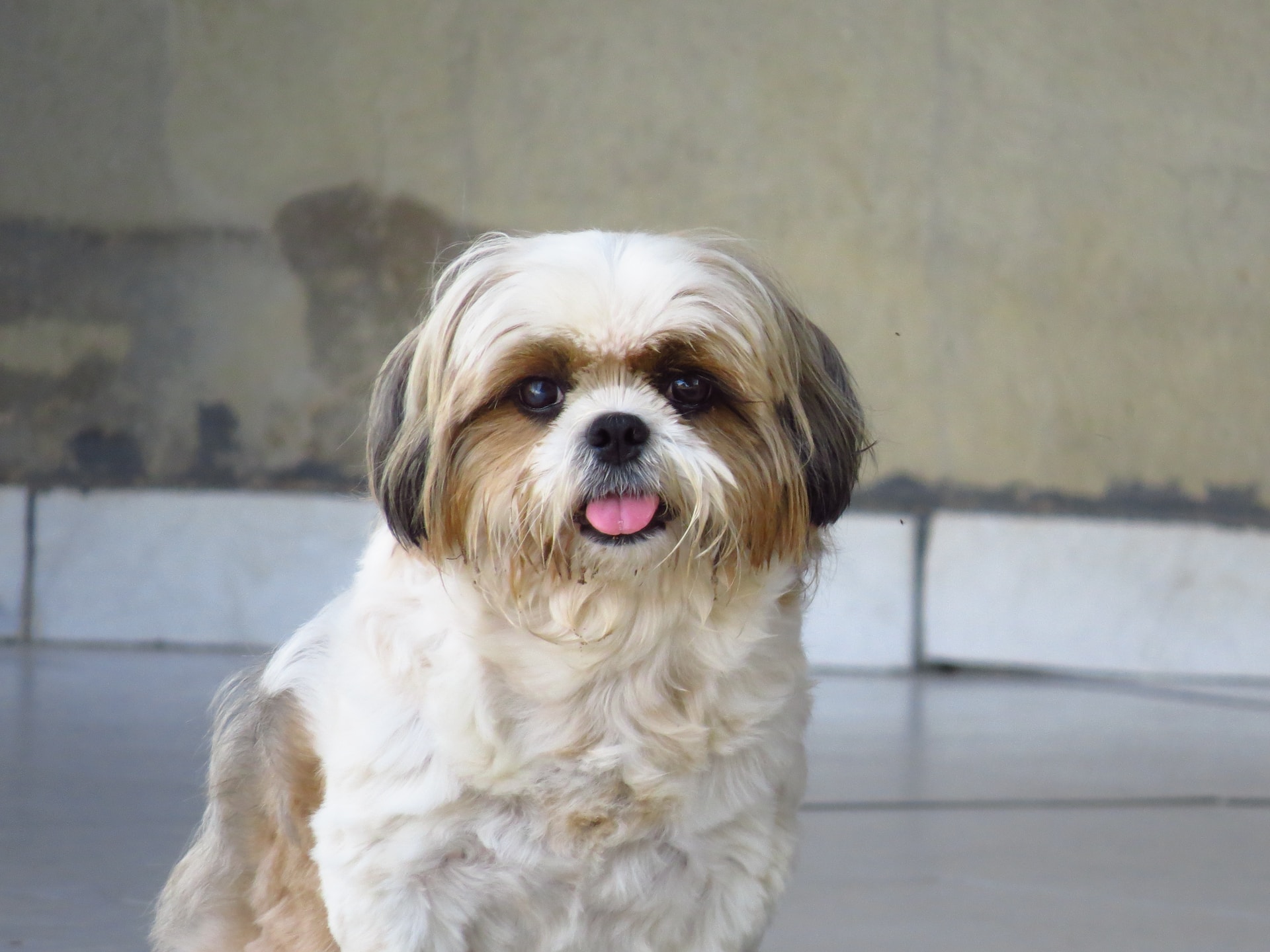 Le-Shih-Tzu
