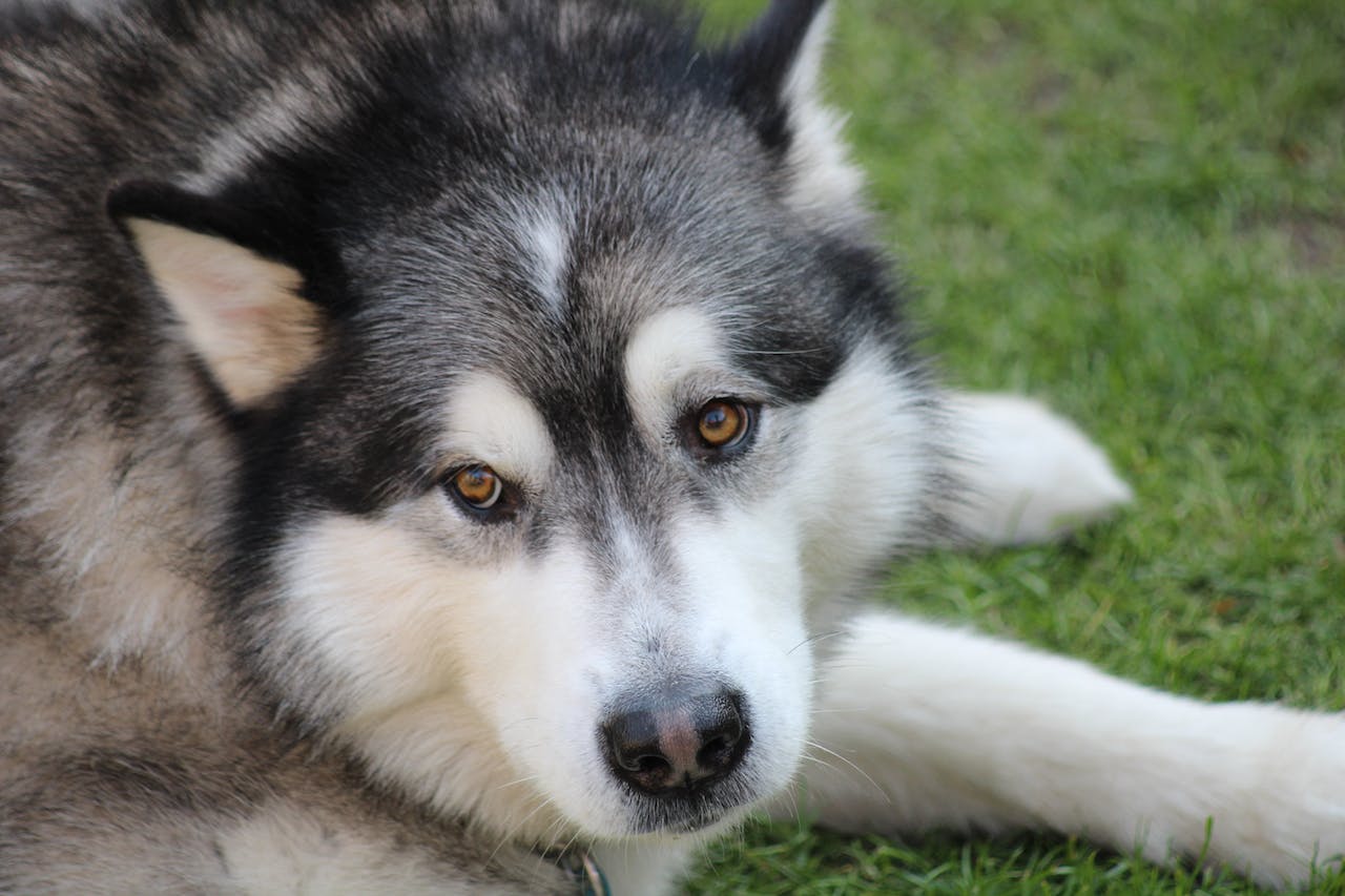 Chien incompatible avec les chats
