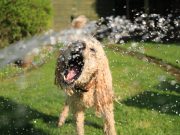 Les races de chien qui adorent le plus la propreté Chiens qui aiment le plus la propreté
