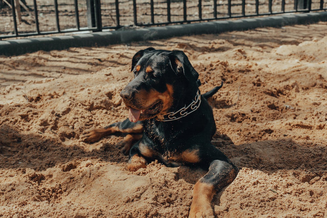 L'Intelligence d'un protecteur canin de confiance
