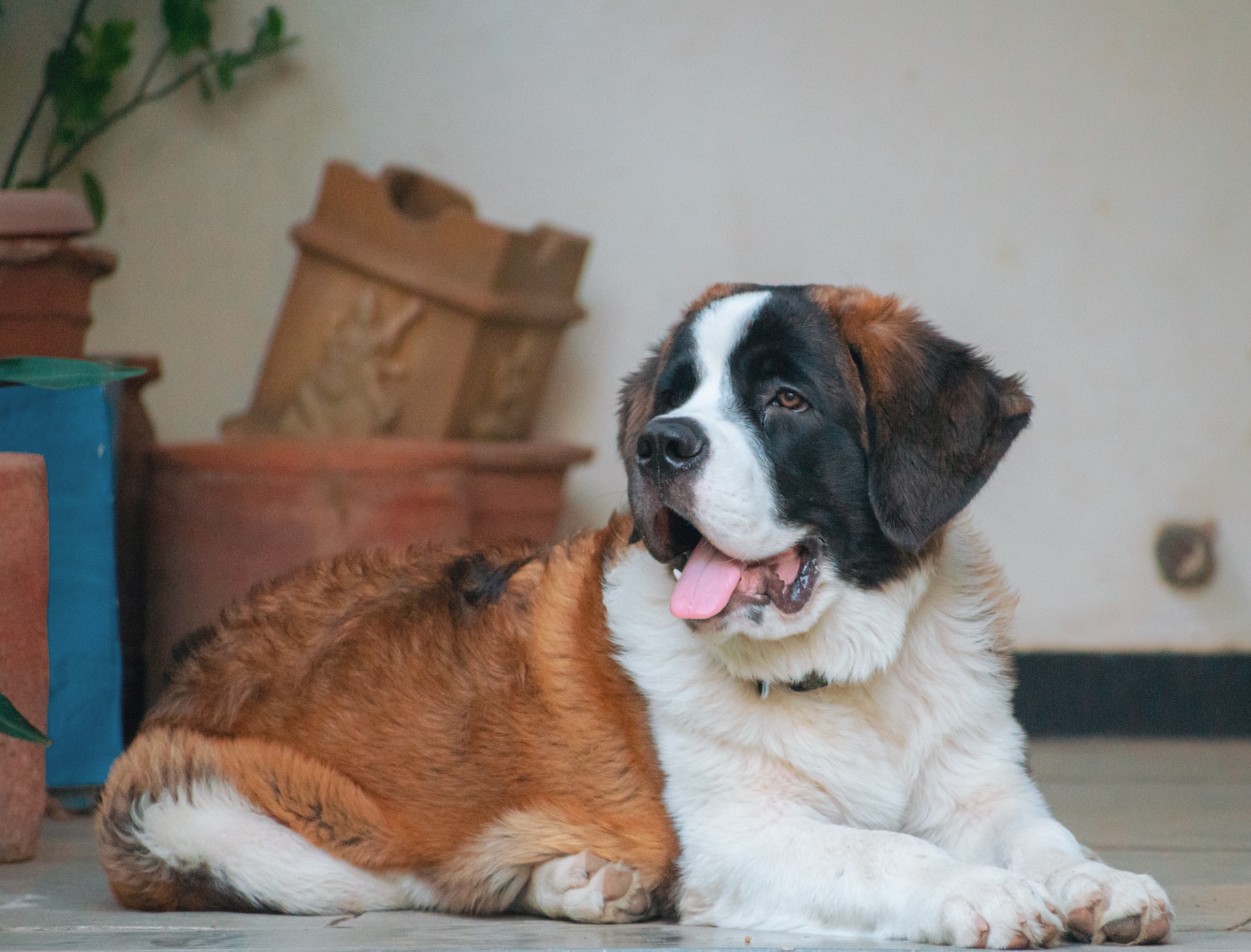 Saint bernard