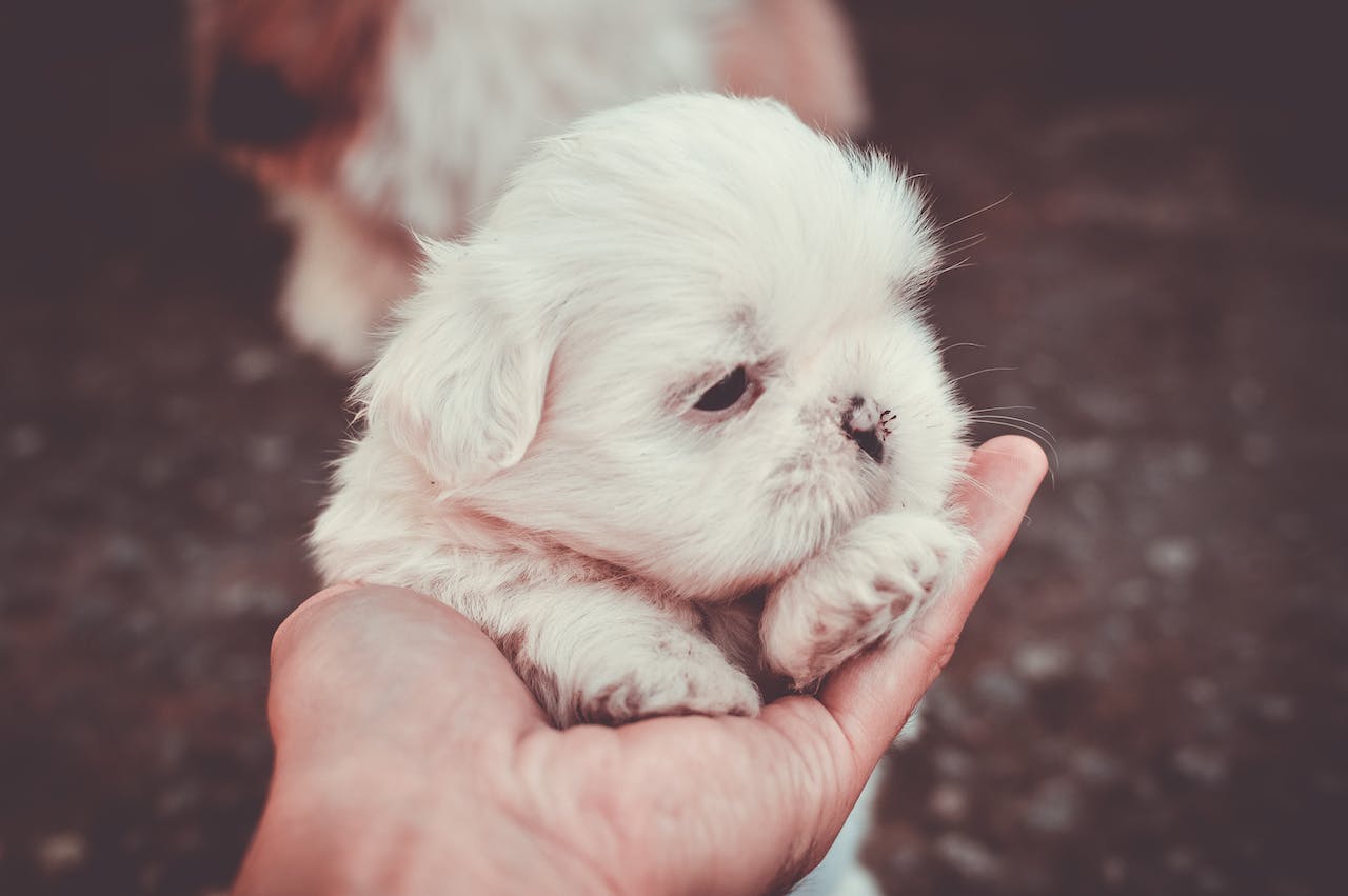 Petit chiot Shih Tzu