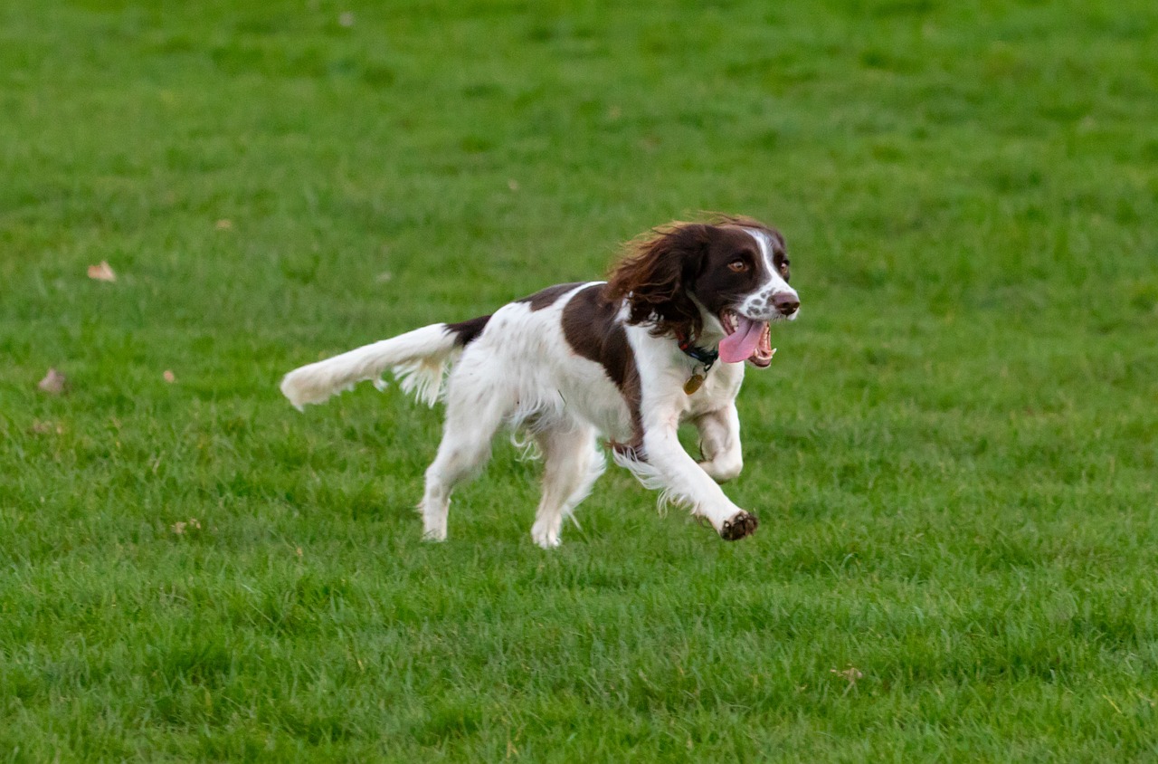 Springer Spaniel Anglais