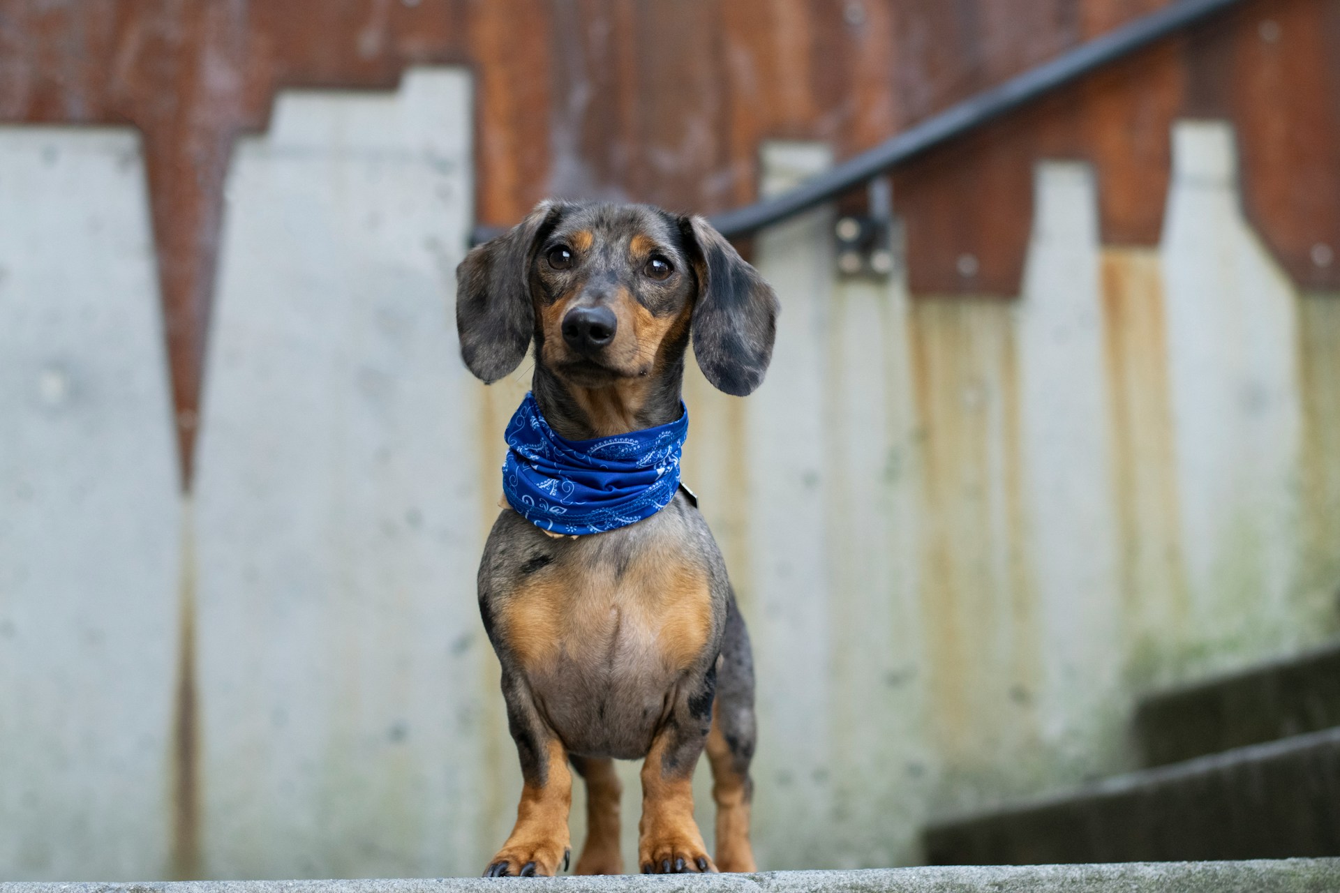 Un chien avec les aboiements les plus distincts